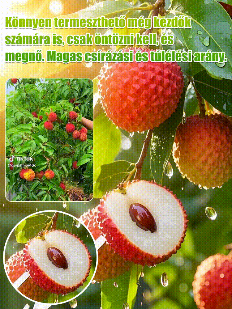 Csomagolja a Lychee King túlélési magjait